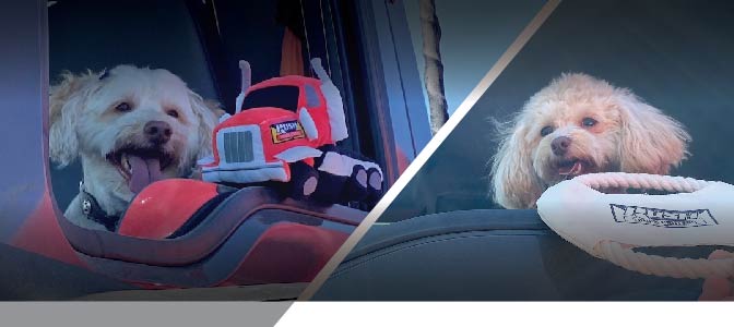 two photos of dogs in truck cab with Rush Truck Centers branded dog toys